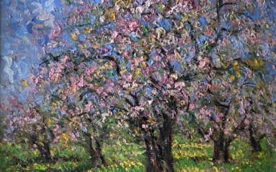 Cherry Blossoms