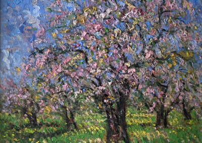 Cherry Blossoms