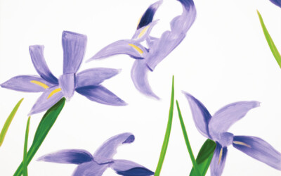Purple Irises on White
