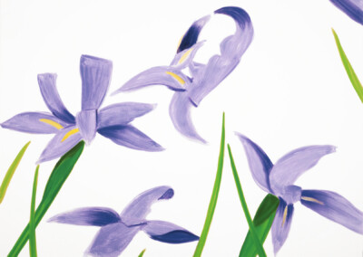 Purple Irises on White
